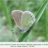 polyommatus coelestinus daghestan female 1